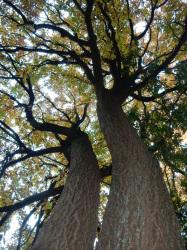 アベマキの木立。この画像は、2本を、根元から見上げるようにして、撮影したもので、樹冠は黄葉しています。