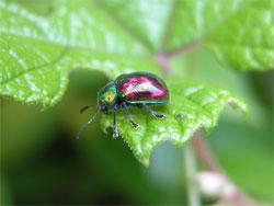 アカガネサルハムシ。ハムシ科。体長7ミリメートル前後。丸っこい体形をしています。体色は金属光沢のある緑色で、左右の前翅の中央部が赤銅色です。成虫は、春から夏にかけて出現し、ブドウやエビヅル、ハッカなどの葉を食べます。幼虫は地中で、それらの根を食べます。この画像は、葉の上に止まっている1個体の成虫を横から撮影したもので、左向きです。