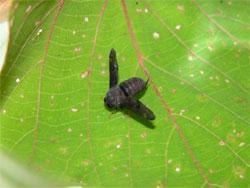 アカツリアブモドキ。ツリアブモドキ科。体長8ミリメートル前後。体部も翅も、赤味がかった黒色です。この画像の個体は、8月上旬に採集したヤブキリの成虫から幼虫が脱出し、8月下旬に成虫になったものです。その成虫を葉の上に置いて背中側から撮影しました。頭は左下側です。