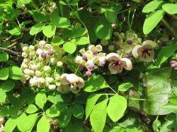 アケビ。アケビ科。つる性の落葉低木。つるは左巻きに、他の植物に巻き付いて伸びます。葉は、5枚の楕円形の小葉から成る複葉で、つるに互生します。春に、雄花と雌花が垂れ下がるように、まとまって咲きます。雄花は、うすい紫色で、雄蕊のまわりに咢片が付きます。雌花は濃い紫色で、雌蕊のまわりに咢片が付きます。秋に成る果実は長さ10センチメートルほどになり、ラグビーボールのような形で、熟して割れると、中の白色の果肉が見えます。この画像は、30個ほどの蕾と花を撮影したもので、雄花が10個ほど、雌花が3個ほど、残りは蕾です。その周りには、葉が10枚以上、写っています。
