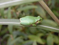 ニホンアマガエル。アマガエル科。無尾類。体長20から45ミリメートル。体表はなめらかで緑色がほとんどですが、周囲の環境に合わせて灰褐色まで、体色を変えることができます。吸盤が発達し、陸上生活に適しているため、生息場所の範囲は広いです。繁殖期は春から秋まで。この画像は、緑色の1個体が葉の上にとまっているところを側面から写したもので、右向きです。