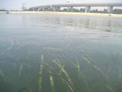 二色の浜の海から陸を撮影した画像です。手前にアマモ群落、奥に砂浜が写っています。アマモは海底から生える海草で、画像には海水面近くまで伸びた葉の先が写っています。