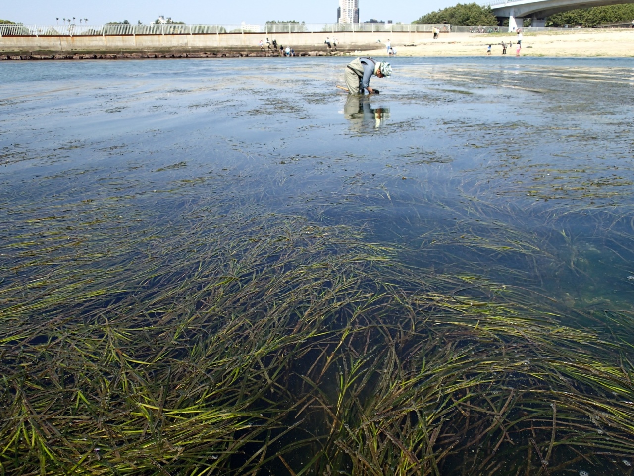 二色の浜の浅海にはえるアマモの様子