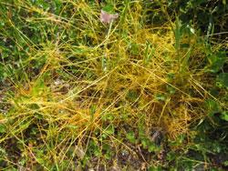 アメリカネナシカズラ。ヒルガオ科。一年草。他の植物にからみついて養分を吸い取る寄生植物。黄色の蔓を伸ばし、葉は退化しています。 夏から秋にかけて小さな白い花が咲きます。北アメリカ原産の帰化植物。この画像には、多数の茎が絡み合っている様子が写っています。