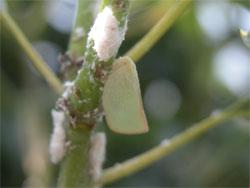 アオバハゴロモ。アオバハゴロモ科。体長6ミリメートル前後。体色と前翅は、うすい緑白色です。前翅は三角形の幅広で、左右の前翅を立てるように合わせて、植物の茎に止まります。夏から秋にかけて成虫が出現します。ストロー状の口吻を草に突き刺して、汁液を吸います。この画像は、直立した茎の右側に止まっている1個体を撮影したもので、頭は上側です。
