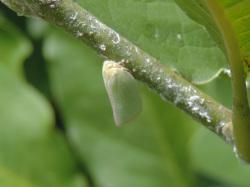 アオバハゴロモ。アオバハゴロモ科。体長6ミリメートル前後。体色と前翅は、うすい緑白色です。前翅は三角形の幅広で、左右の前翅を立てるように合わせて、植物の茎に止まります。夏から秋にかけて成虫が出現します。ストロー状の口吻を草に突き刺して、汁液を吸います。この画像は、右側から斜め左上に伸びた枝に、ぶら下がるようにして止まっている1個体を撮影したものです。