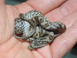 アオダイショウの幼蛇。幼蛇の体表には、うすい灰色と濃い灰色のまだら模様があります。丸まった状態のものを手のひらに乗せて撮影しました。