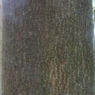 アラカシの幹。この画像は、アラカシの幹に近寄って撮影したもので、黒っぽい灰色の樹皮には、コナラ、クヌギ、アベマキのような縦の裂け目はありません。