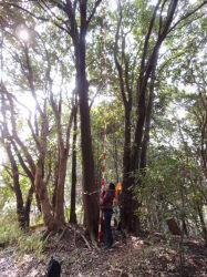 アラカシの木立。この画像は、直立した幹の高さを、目盛りが入った棒状の樹高計で測定しているところを撮影したものです。