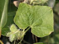 アレチウリ。ウリ科。1年草。つる植物。北アメリカ原産の外来種です。8月から9月にかけて葉腋から花序が出ます。雌花は淡緑色で球状に多数が集合して付き、雄花は黄白色で総状に付きます。実には多数のトゲがあり、触るととても痛いです。画像には、中央に1枚の葉、左下に幾つかの実が写っています。