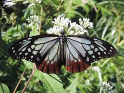 アサギマダラ。タテハチョウ科。前翅長55ミリメートル前後。翅は、黒色の部分と、半透明の青白色の部分が入り混じり、後翅は縁が濃い赤色です。長距離の渡りをするチョウとして有名で、春には北の地方に行く個体が、秋には南の地方に行く個体が、栄養補給のために吸蜜している姿を見ることができます。特に秋は、ヒヨドリバナやヨシノアザミの花に集まっている個体が多くみられます。幼虫は、ガガイモ科の葉を食べます。この画像は、ヒヨドリバナの花にぶら下がるようにして止まっている1個体の成虫を背中側から撮影したものです。