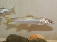 アユ。キュウリウオ科。全長30cm前後。成魚の体色は、淡い青緑色で、背中側ほど濃い色をしています。秋に川の下流で産卵し、孵った仔魚と稚魚は海岸近くで生活し、春に川を上ってきます。仔魚と稚魚は肉食性から雑食性ですが、成魚は川底の石に付いた藻類を食べます。画像の中央に、水槽内を右向きに泳ぐ成魚が1個体、写っています。その左側に、もう1個体の体半分が写っています。