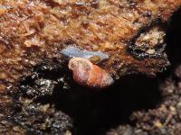 アズキガイ。アズキガイ科。殻高11ミリメートル前後。殻幅4.5ミリメートル前後。殻は右巻きで深紅色、丸い蓋があります。落葉の中にすみますが、夏には木に登ることもあります。丘陵地から山地に生息します。画像は、1個体が倒木の表面上を、触角を出しながら、左側に向いて移動しているところを撮影したものです。