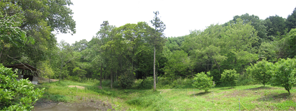 馬場の雑木林