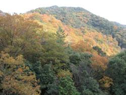 秋の雑木林を撮影した画像です。秋には、コナラなどの落葉広葉樹が色付き、美しい景観が見られます。