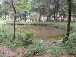 たわわの小池を撮影した画像です。秬谷川の右岸側にある、開けた小さな池で、雨水と山側から染み出した水によって維持されています。