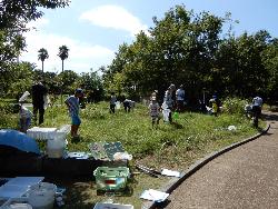 バッタしらべの様子。自然生態園「バッタの原っぱ」において、毎年9月の生態園作業日に、どんなバッタ、コオロギ、キリギリスが生息しているのか、調べています。