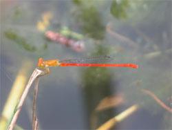 ベニイトトンボ。イトトンボ科。体長40ミリメートル前後。細長い体型をしています。オス成虫は成熟すると鮮やかな紅色になります。メス成虫は橙褐色です。翅は透明です。抽水植物や浮葉植物などが生え、周囲に木陰がある池に生息します。成虫期は春から秋ですが、夏によく見られます。この画像は、水面から出た枯れ茎に止まっている1個体の成虫を撮影したもので、左向きです。