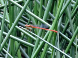 ベニイトトンボ。イトトンボ科。体長40ミリメートル前後。細長い体型をしています。オス成虫は成熟すると鮮やかな紅色になります。メス成虫は橙褐色。抽水植物や浮葉植物などが生え、周囲に木陰がある池に生息します。成虫期は春から秋ですが、夏によく見られます。この画像は右下から斜め上に伸びたイグサの仲間の葉にオス成虫が1個体、左向きに止まっているところを側面から撮影したものです。背景にも、多数の葉が写っています。