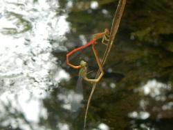 ベニイトトンボ。イトトンボ科。体長40ミリメートル前後。細長い体型をしています。オス成虫は成熟すると鮮やかな紅色になります。メス成虫は橙褐色です。翅は透明です。抽水植物や浮葉植物などが生え、周囲に木陰がある池に生息します。成虫期は春から秋ですが、夏によく見られます。この画像は、水面から突き出した茎の左側で、交尾しているペアを撮影したものです。イトトンボの仲間の交尾では、オスの尾端がメスの首をはさみ、メスの尾端はオスの副交尾器につながって、逆ハート型になります。