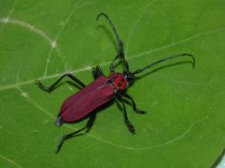 ベニカミキリ。カミキリムシ科。体長15ミリメートル前後。前胸背板は、赤色の地色に5個の黒色の斑紋が入り、前翅は赤色です。長い触角、頭部、脚は、黒色です。成虫は春に出現します。幼虫は竹の材を食べます。この画像は、広い葉の上に置いた1個体の成虫をほぼ背中側から撮影したもので、右上向きです。