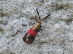 ベニオビヒゲナガ。ヒゲナガガ科。開帳17から20ミリメートル。前翅は、銅色で、中央に赤色の帯が1本入ります。成虫は6月から7月にかけて出現します。幼虫の餌植物は分かりません。この画像は、岩の表面に止まった1個体を背中側から撮影したもので、右斜め上向きです。