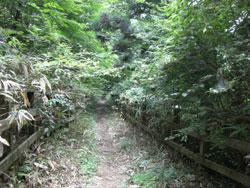 この画像は、夏のブナ林内の登山道を撮影したものです。木々の葉が茂り、春よりも林内は暗くなります。