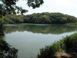 ボタン池の画像です。貝塚市名越にあります。北西側が堤で、それ以外は林に囲まれた池です。