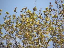 ブナの芽。この画像は、5月ごろ、花芽と葉芽が同時に展開したところを撮影したものです。高い場所にある多数の芽を撮影したものです。
