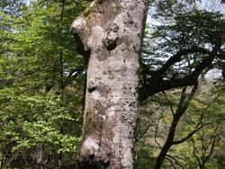 この画像は、1本のブナの幹を近くから撮影したものです。幹の色はうすい灰色に近く、地衣類が付いたり、コブが出来たりして、大木になると、1本1本が違った様相を呈します。