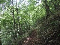 春のブナ林。画像は、和泉葛城山の山頂付近のブナ林の春の様子です。春から夏へ向かう時期なので、緑が深くなり、早春とは違って、やや林内が暗くなっています。