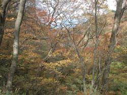 この画像は、秋のブナ林内を撮影したものです。山頂付近には常緑樹やスギヒノキ植林も多く、一面紅葉という場所はほとんどありません。