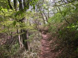 この画像は、春のブナ林内の登山道を撮影したものです。落葉樹が芽吹く時期は、登山道や林床にまで陽が差します。