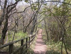 この画像は、春の登山道を撮影したものです。展望台から神社に向かう道です。