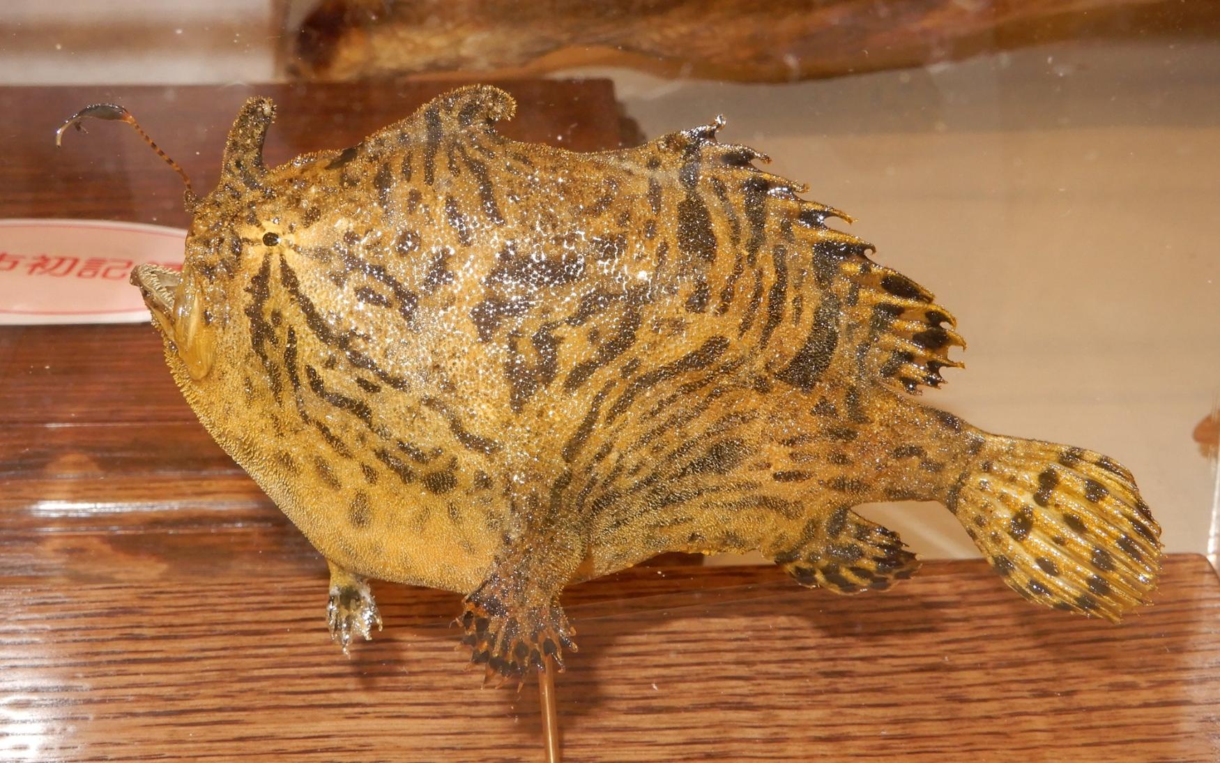 カエルアンコウのはく製