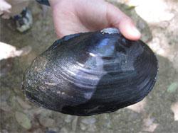 ドブガイ。イシガイ科。現在はヌマガイとして扱われています。殻が黒色の淡水にすむ二枚貝。殻の長さが20センチメートル程度になることもあります。この画像は、手で持っている状態のものです。