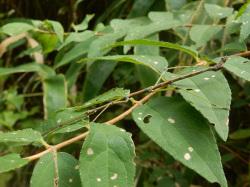 エダナナフシ。ナナフシ科。ナナフシ科。体長65から110ミリメートル。ナナフシの仲間でも、特に細長い体型をしています。緑色型がほとんどですが、褐色がきつい個体もいます。成虫になっても翅は生えません。植物の葉を食べます。この画像は、枝と葉の上にとまっている1個体のオスを横から撮影したもので、左向きです。