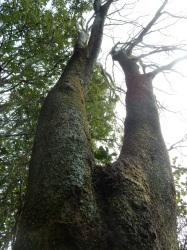 エノキの木立。この画像は、根元から2本に枝分かれしたものを見上げるように撮影したものです。