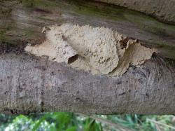 エントツドロバチの巣。画像は、横向きの枝の隙間に作られたエントツドロバチの巣で、左側に、下向きの巣穴があります。