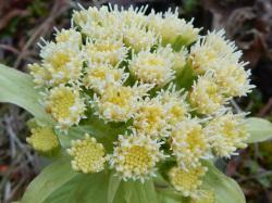 フキの雄株。フキは雌雄異株で、雄株の花茎の先に咲いた花は、多数の頭状花から形成され、花粉は黄色です。この画像は、30個ほどの頭状花から成る花をアップで撮影したものです。