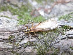フタツメカワゲラ属。カワゲラ科。体長20ミリメートル前後。フタツメカワゲラ属も、何種類か含まれていると思われます。成虫の頭部と胸部は、黄色の地色に、種特有の黒色の模様が入ります。この画像は、苔のマットの上にいる1個体の成虫を撮影したもので、左向きです。翅は、ほぼ透明です。