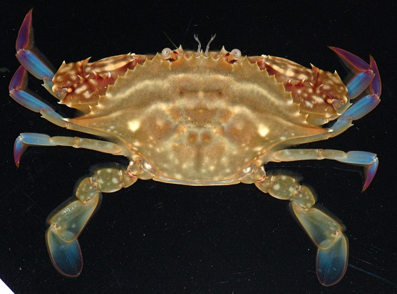 ガザミの写真です。泉州名物のワタリガニのことで、ハサミを除いて4対ある脚の一番のものは先端が平たくオール状になった遊泳脚となっています。クロベンケイガニ科。甲羅の幅は、40mm前後です。体色は、褐色で少し赤味が入ることもあります。河口の干潟やヨシ原に穴を掘って生活します。雑食性。主に夏に活動します。画像は、水槽内に置いた木片のへりに居る1個体を背中側から撮影したもので、上側にハサミと眼です。