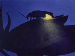 ゲンジボタルの発光。この画像は、暗闇の中、葉の上で発光している1個体の成虫を撮影したものです。腹部後端が黄色く光っている以外は、他の部分も植物も黒いシルエットで写っています。