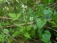 ギンラン。ラン科。多年草。茎は直立して高さ10～30センチメートルになり、春に茎先に白い花を数個付けます。花弁があまり開かず、複雑な形をしています。画像には、中央に2本の茎と花が写っています。その両側の幅広の葉はギンランのものではなく、ギンランの葉はやや細長く、基部が茎を覆うように付きます。