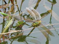 ギンヤンマの産卵。ヤンマ科。体長70ミリメートル前後。頭部と胸部が黄緑色で、オス成虫は、胸部と腹部の境目が水色であるのが特徴です。平地から丘陵地にかけての抽水植物が生えた池に生息し、春から秋にかけて成虫が出現します。この画像は、雌雄のペアでメス成虫は、注水植物のヨシの水中部分に産卵しています。オス成虫が左側、メス成虫が右側に写っていて、左向きです。