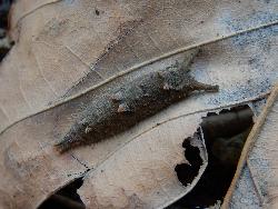 ゴマダラチョウの幼虫。画像は、エノキの落ち葉に止まっていた1個体の越冬幼虫を撮影したものです。色は灰褐色で、頭部から1対の細長い突起が付き出し、背中には短い1対の突起が3個、間隔をあけて、前部、中央部、後部に配されます。
