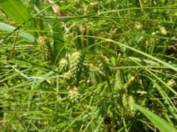 ゴウソ。カヤツリグサ科。多年草。湿地に生えます。茎の高さは60センチメートルに達することがあります。春にオスの穂とメスの穂を出します。オスの穂は細長く、メスの穂は、長さ2から3センチメートルの円柱状で、柄から垂れ下がります。メスの穂に成る実は、提灯のような形になります。この画像は、群落を撮影したもので、10個ほどのメスの穂が垂れ下がっているのが目立ちます。