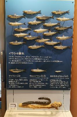 魚類ディスプレイの写真です。新たにイワシの群れも表現しました。