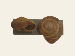 ギュウリキマイマイの標本。殻の口の形が分かる横向きの標本と、巻き方が分かる上から見た標本を並べた画像です。
