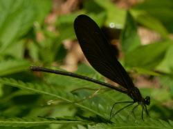ハグロトンボ。カワトンボ科。成虫の体長は53から68ミリメートルです。細長い体型をしています。翅は雌雄ともに黒色です。この画像の葉に止まっている1個体はメス成虫で（横から撮影）、腹部が黒い褐色であるのに対して、オス成虫は腹部背面が金緑色です。成虫期は春から秋ですが、夏に多く見られます。水中の植物に産卵します。幼虫は抽水植物が生えた緩やかな流れに生息します。トンボの仲間は、幼虫も成虫も捕食者です。